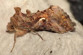 Image result for Autographa macrogamma