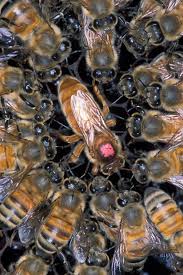 Please try your request again later. Queen Bee Wikipedia