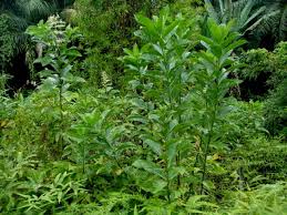 Image result for Rotheca aurantiaca