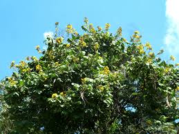 Image result for Markhamia obtusifolia