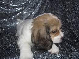 Please contact us for more information. Male White And Sable Cavachon Puppy Ready October 21st 2012 Shipping To Philadelphia Pennsylvania Only 150 On Delta Air