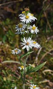 Each flower is less than 1 inch across. White Aster Wildflower Flower Free Photo On Pixabay