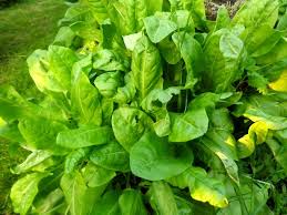 Des Legumes Vivaces Pour Un Potager Eternel L Oseille 2 Legumes Perpetuels Potager Astuce Jardin