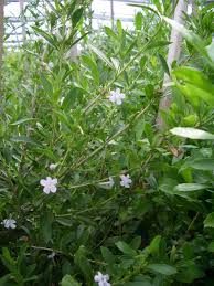 Image result for Freylinia