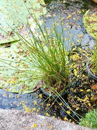 We did not find results for: What Is A Water Chestnut Awkward Botany