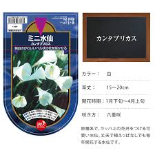 在庫処分 半額 水仙 球根 バルボコジューム カンタブリカス 3球セット sale 秋植え 球根 栽培花壇 趣味 園芸 ガーデニング 庭 花 植物 ガーデニング 球根 種 ガーデン用品屋さん ガーデニング 庭 ガーデニング 園芸