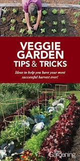 veggie garden tips tricks finegardening veggie garden gardening tips vegetable planting guide