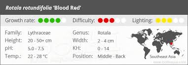 Image result for Rotala fontinalis