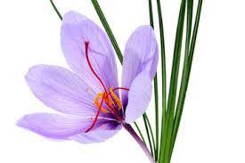 Saffron Stock Photos Royalty Free Images Vectors Video In 2021 Saffron Flower Stock Photos Image