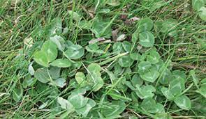 Kill weeds, then plant clover. Clover Prevention And Maintenance Weeds In The Lawn Ortho
