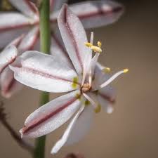 Image result for Trachyandra burkei