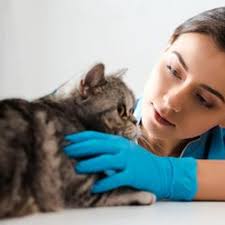 TOP 10 BEST Livestock Veterinary Care in Botetourt County, VA