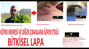 kopek memesi icin en hizli ve en etkili lapa bitkisel youtube