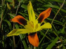 Image result for Moraea niassensis