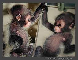 Flickr Photo Sharing Cute Baby Animals Cute Animals Cute Baby Monkey
