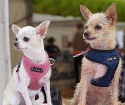 2 Tan And White Smooth And Wirehaired Chihuahua Free Image Peakpx
