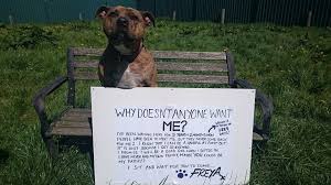 World S Loneliest Shelter Dog Has New Life As A Movie Star Shelter Dogs Dogs Movie Stars