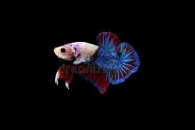Rainbow dragon marble halfmoon male. Multi Color Siamese Fighting Fish Betta Fish Siamese Fighting Stock Photo Image Of Blue Fighting 123564698