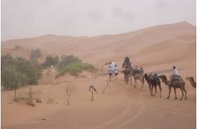 There are only three species of camels, the dromedary camels, bactrian camels, and wild bactrian camels. Psammotourism Desert Sand As A Specific Resource And Touristic Experience