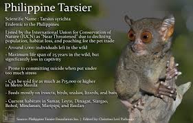 Tarsier Icon Of Ph Tourism Sought Out As Pets Foundation Tarsier Cute Wild Animals Pets