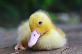I'm duck im a double amputee rescue. 107 Names For Ducks