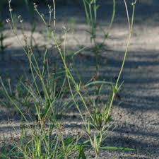 Image result for Kohautia microflora