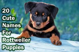 Rottweiler names 100 great ideas for naming your rottie rottweiler names dog names rottweiler facts. Best Uncommon Rottweiler Names That You Would Find Cool