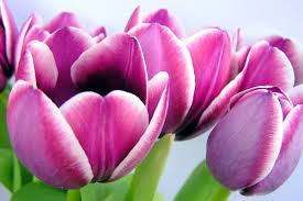 Pada dasarnya, tulips dapat berkembang biak dengan cara aseksual atau seksual. Free Purple Tulips With White Line Stock Photo Freeimages Com
