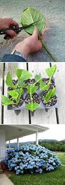 10 Ideas Brillantes Plantas Propagar Para Arraigar Y Postris Plants Growing Hydrangeas Rooting Hydrangea Cuttings