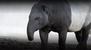 Image result for tapir