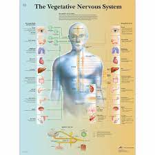 This video provides an introduction to the nervous system and the main compoenents that build up the nervous system. Anatomical Charts And Posters Anatomy Charts Vegetative Nervous System Paper Chart