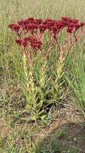 Image result for Crassula alba