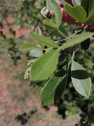 Image result for Turraea holstii