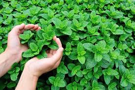 How to contain mint in garden. How To Grow And Care For Mint Plants Gardener S Path