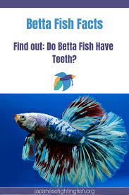 Do Betta Fish Have Teeth Japanese Fighting Fish Betta Fish Betta Fish Care Betta