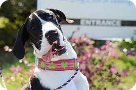 Check spelling or type a new query. Raleigh Nc Great Dane Meet Mickey A Dog For Adoption Great Dane Dogs Dog Adoption Great Dane