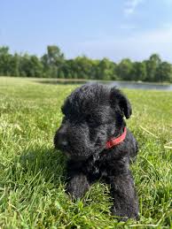 Image result for lakeland teriér