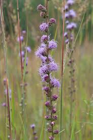 Image result for Nesaea aspera