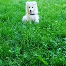 Review how much samoyed puppies for sale sell for below. 5 Best Samoyed Breeders In California 2021 We Love Doodles