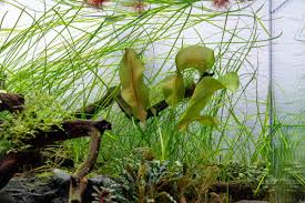 Image result for Aponogeton junceus