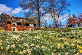 The place is covered in daffodils for a short period of time and it is amazing. Wisner House Reeves Reed Arboretum 3 Photograph By Allen Beatty