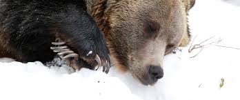 Bears can sleep more than 100 days without eating, drinking, or passing waste! Bears Enter Hibernation Grouse Mountain The Peak Of Vancouver
