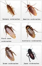 Pin On Cockroach