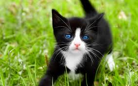 Ojos azules cats are a moderately active cat breed. Ojos Azules Cat Info History Personality Kittens Diet Pictures Cat Breed Selector