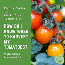 And in about a week, you should begin to see your tomatoes ripening. Ask The Experts Growing Tomatoes In Your Victory Garden 2 0 Victory Garden Growing Tomatoes Tomato