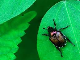 No need to spend hundreds of dollars on organic pest spray when you can use liquid dish detergent, cayenne pepper and garlic powder to repel flea beetles and. Japanese Beetles The Garden Website Com