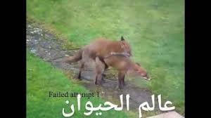 من رأى في منامه أنه يتخانق مع الثعلب فهذا يدل على التنافس مع عدو شرير في الواقع، فإن فزت في حلمك ونلت الثعلب في المنام يدل على. Ù‡Ù„ Ø³Ø¨Ù‚ ÙˆØ´Ø§Ù‡Ø¯Øª Ø¹Ù…Ù„ÙŠØ© ØªØ²Ø§ÙˆØ¬ Ø§Ù„Ø«Ø¹Ù„Ø¨ Youtube