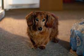 He has a lovely nature and has qualified for cruffs. My Rusty 15 Year Old Red Long Haired Dachshund My Love My Light Long Haired Dachshund Dachshund Funny Video Dachshund