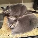 British Shorthair Rescue ― ADOPTIONS