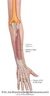 We did not find results for: Extensor Digiti Minimi Learn Muscles